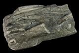 Plate Of Belemnite Fossils - England #131984-2